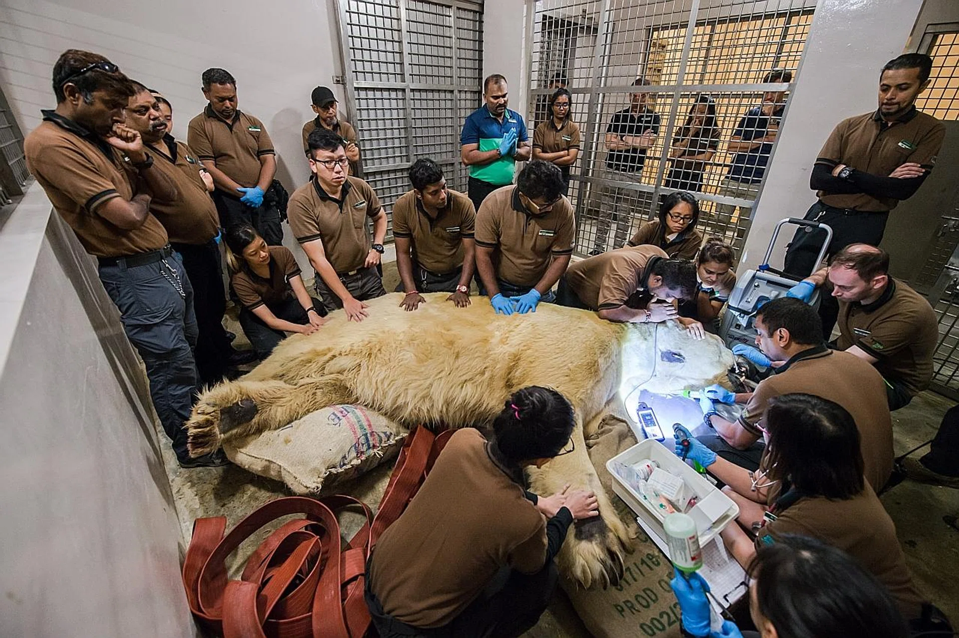 Inuka's past and present caregivers gather as Dr Abraham Mathew administers the final injection.