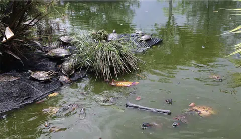 Terrapin abandonment plagues Punggol Point Park
