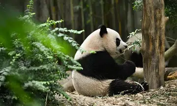 'Hard to say goodbye': Fans bid farewell to Le Le in panda's last public appearance