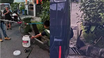 NParks removes Sunda king cobra from Jurong West landed estate