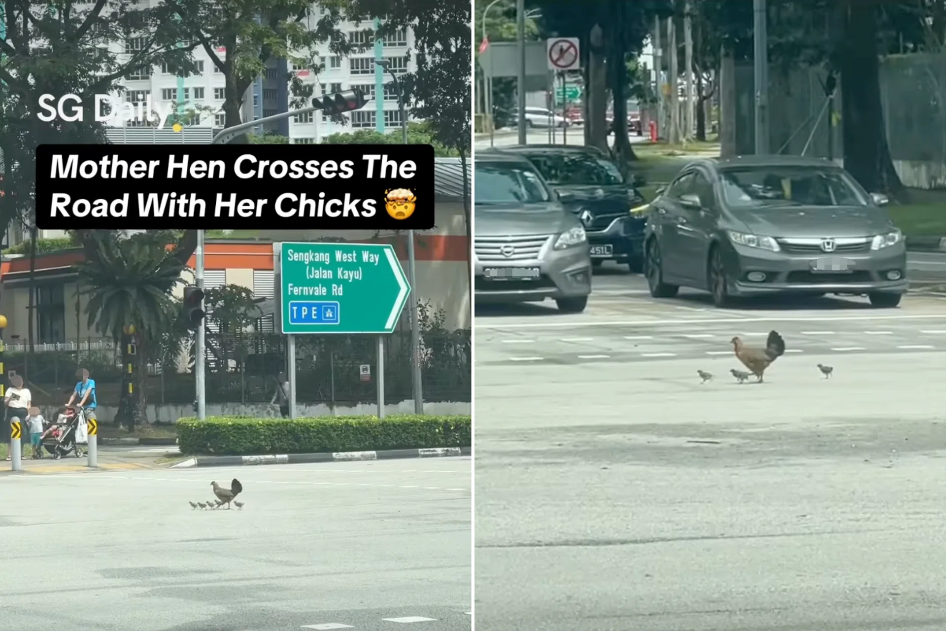 They were seen crossing diagonally across a busy road.