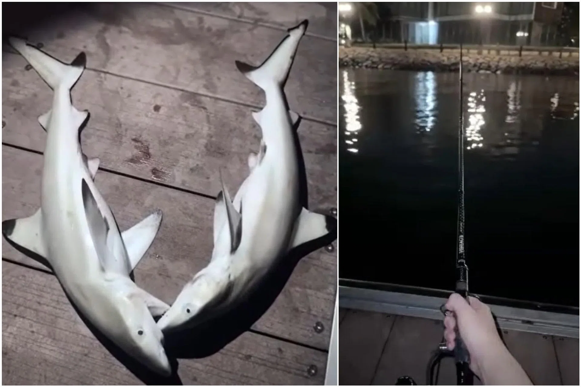 The video shows two sharks, resembling blacktip reef shark pups, placed on the floorboard on Sentosa Pier.
