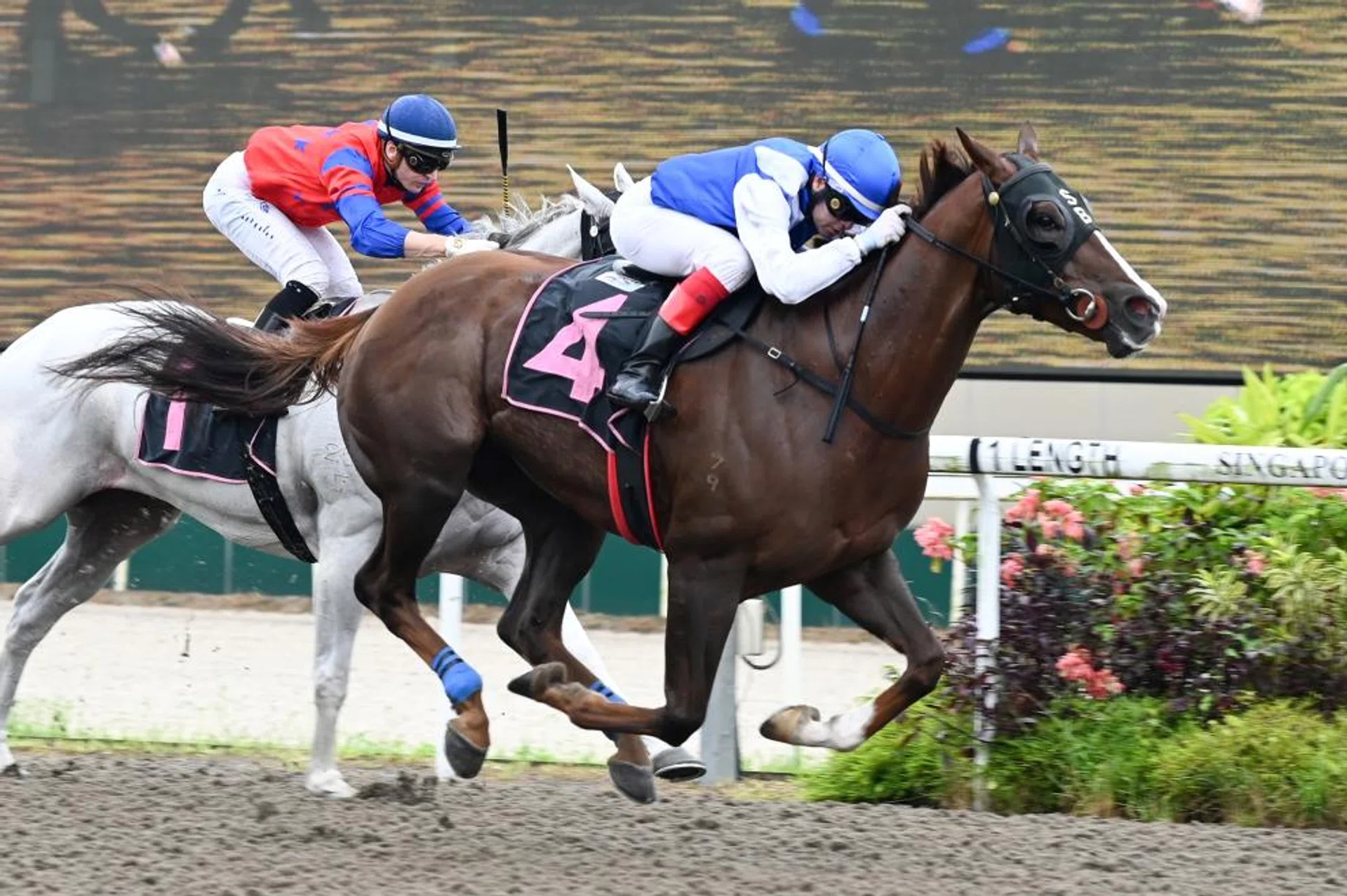 Ejaz (Manoel Nunes) beating Illustrious (Ryan Curatolo) to land the top prize at his first Polytrack test in the Class 3 (1,100m) at Kranji on June 1.