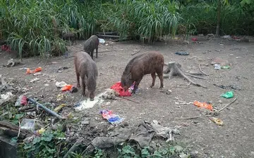 Visitors turn wild boar feeding area into food dump