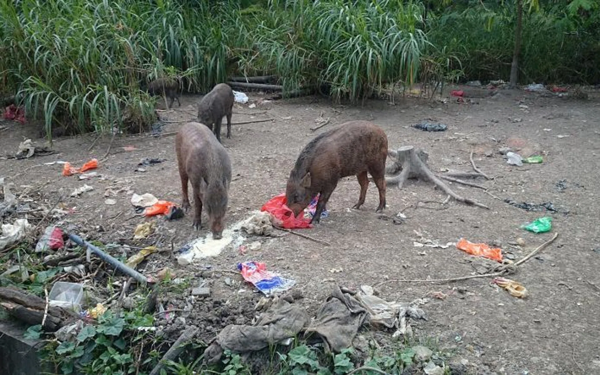 DUMPING GROUND: Litter covers the Lorong Halus area where people have been watching and feeding wild boars.