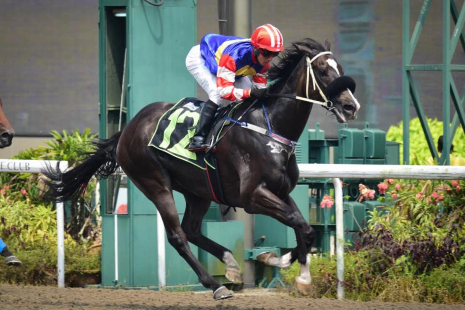 The Mahadi Taib-trained Red Dragon is looking to bounce back to the winner’s circle in the Class 4 race over 1,700m on Feb 17. Champion jockey Manoel Nunes will aim for better results at his third sit on the gelding.
