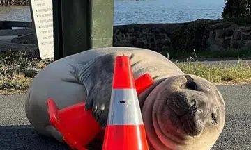 Neil, the 'chaotic' but cute seal from Tasmania, becomes TikTok's newest obsession