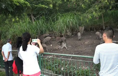 Families feeding wild boars at Lorong Halus as entertaiment