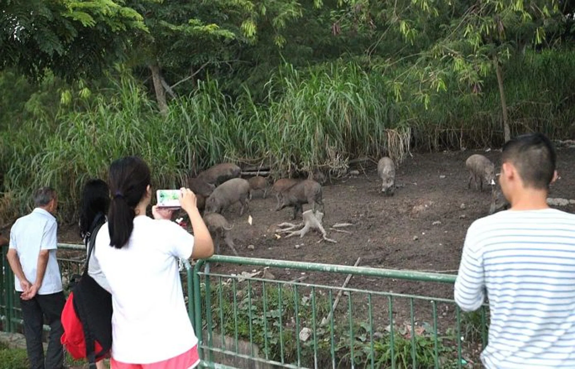 HERD: People looking at the wild boars in Pasir Ris.