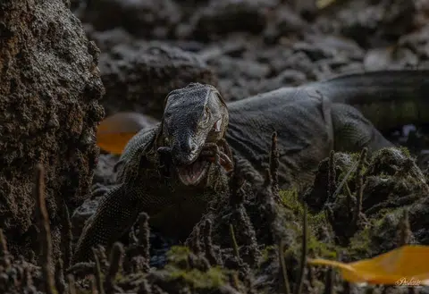 Giant monitor lizard seen feasting on a crab at Sungei Buloh