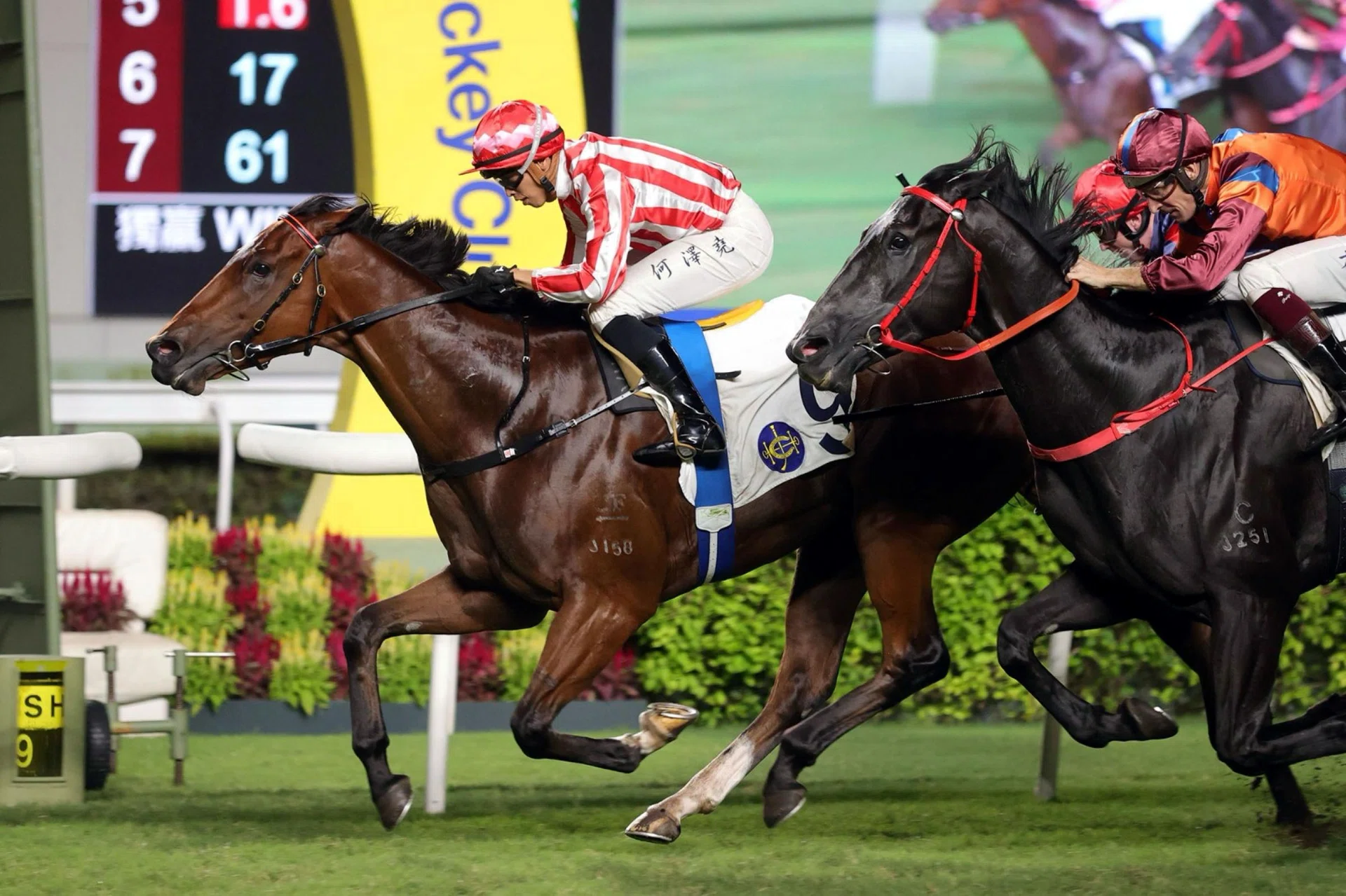 King Miles (Vincent Ho) winning the Chow Silver Plate (1,400m) on July 6, 2024. He will run in the Violet Handicap (1,200m) at Happy Valley on April 16.