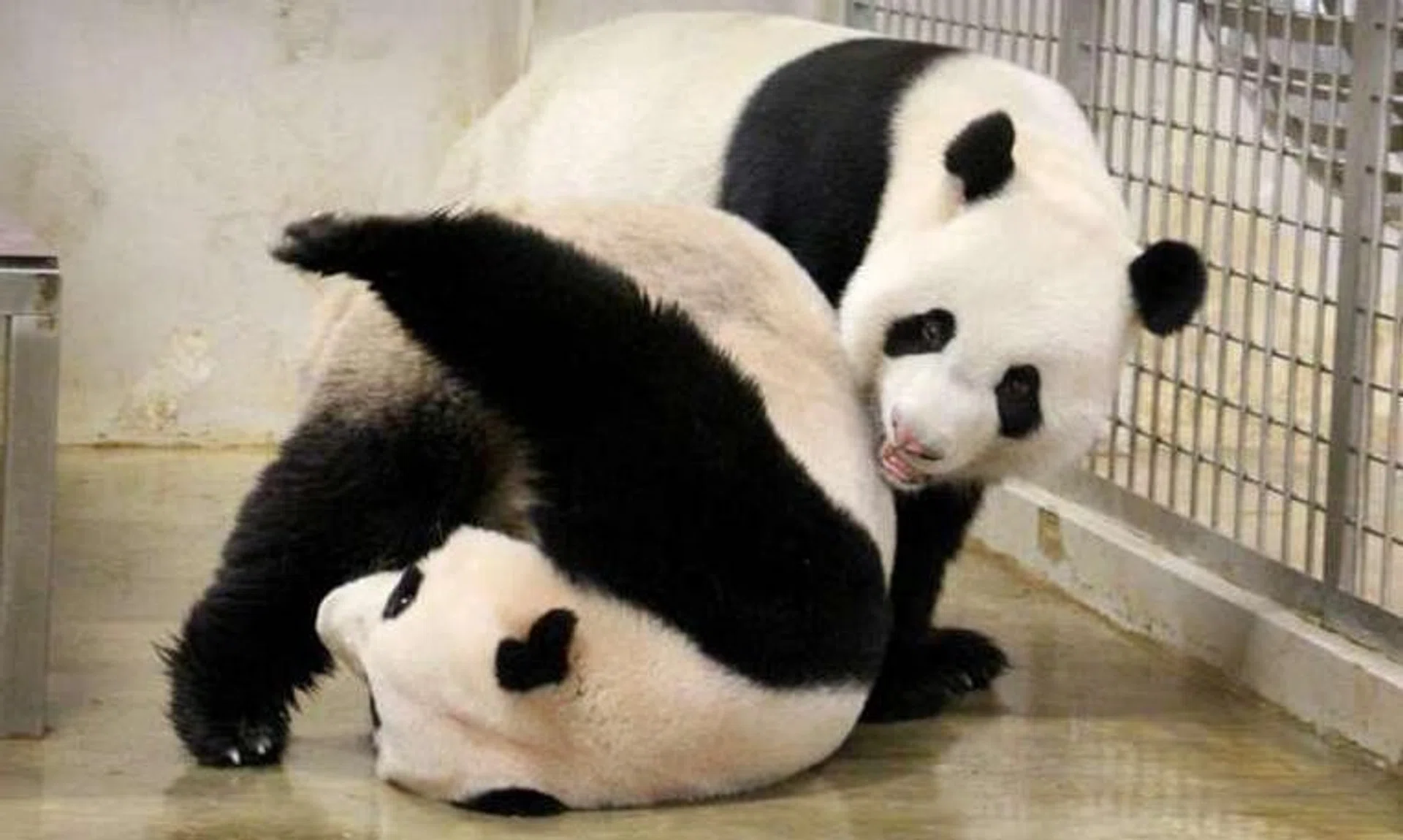 Kai Kai and Jia Jia arrived in Singapore from China in 2012 under a 10-year loan from the Chinese authorities.