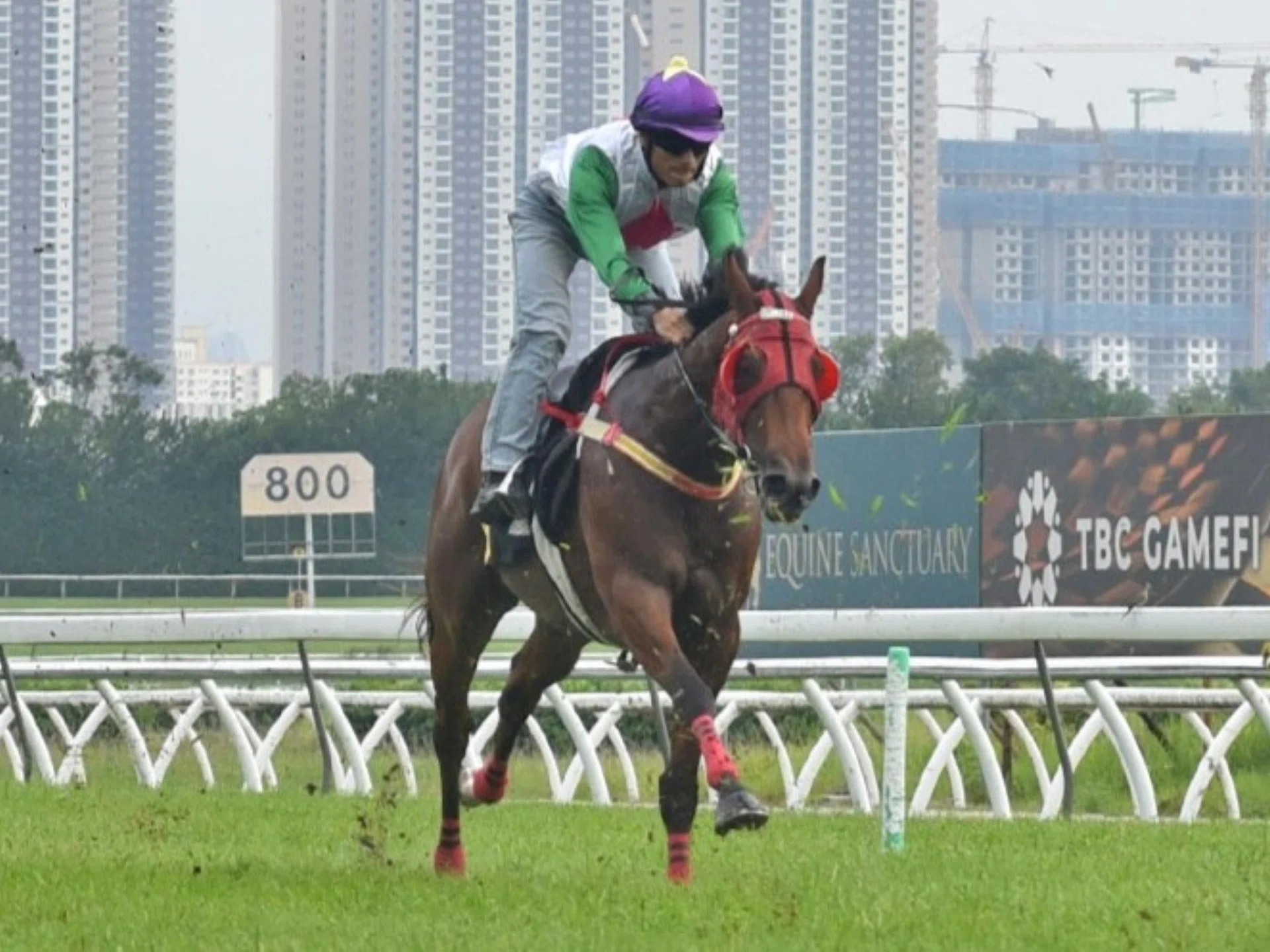 Smart Cat (Liang Xiaochuan) finishing fourth in his first barrier trial on Sept 3. The Frank Maynard-trained galloper will line up in the Open Maiden race (1,200m) on Oct 25.