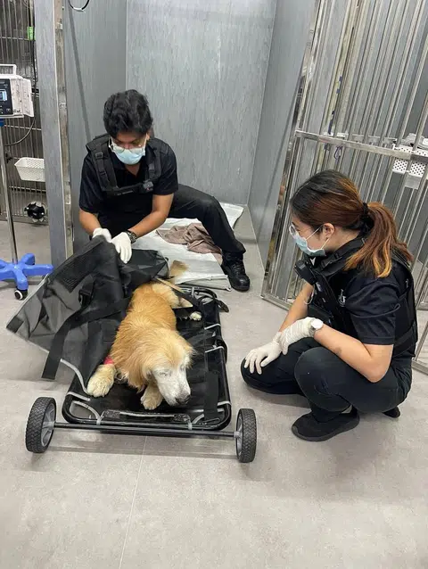 Captain Benjamin Burke (left) and Captain Rinchen Koh securing a golden retriever as they prepare to transport it from a veterinary clinic to an animal hospital. 