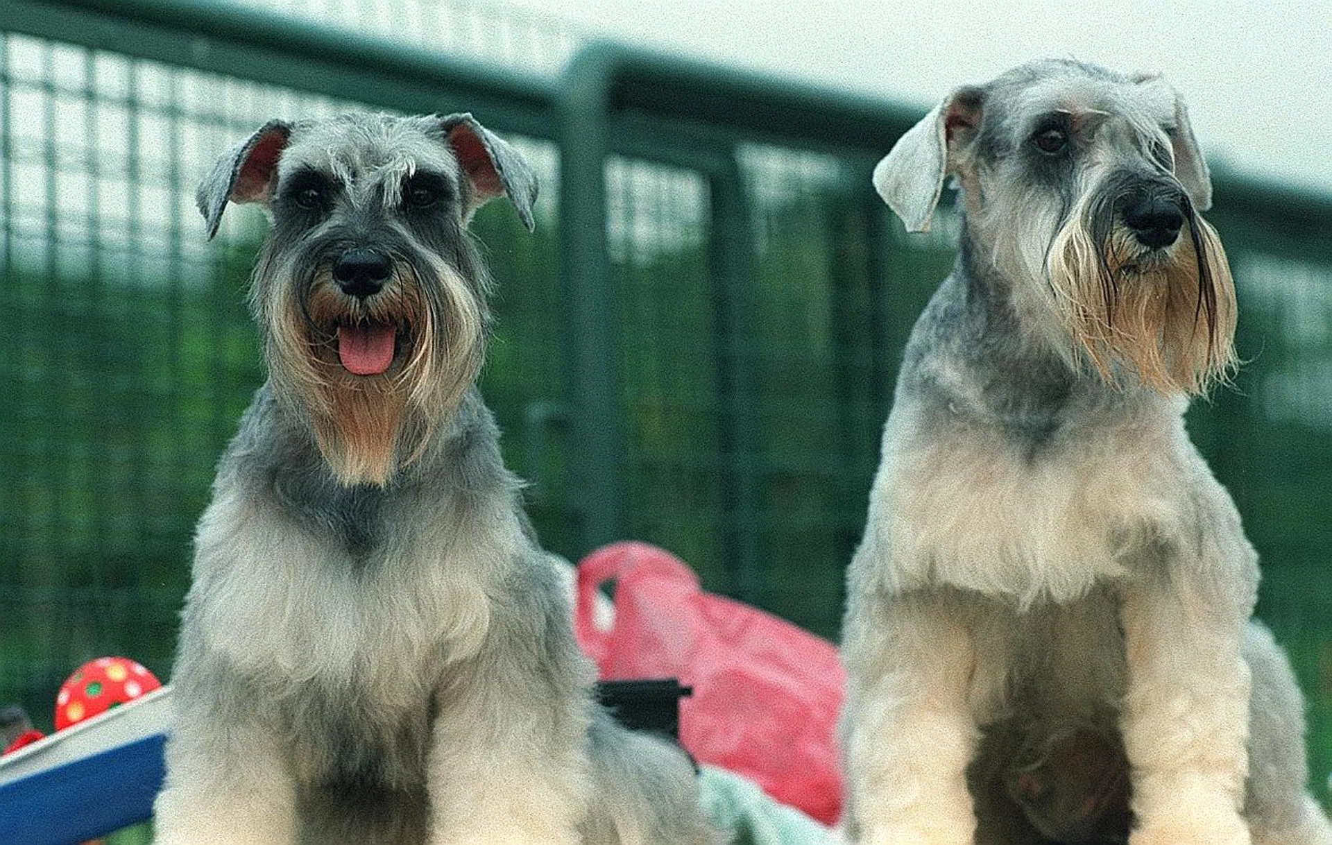 Mr Ng Yeow Chian did not take his miniature schnauzer (similar to dogs in above picture) for follow-up treatment. 