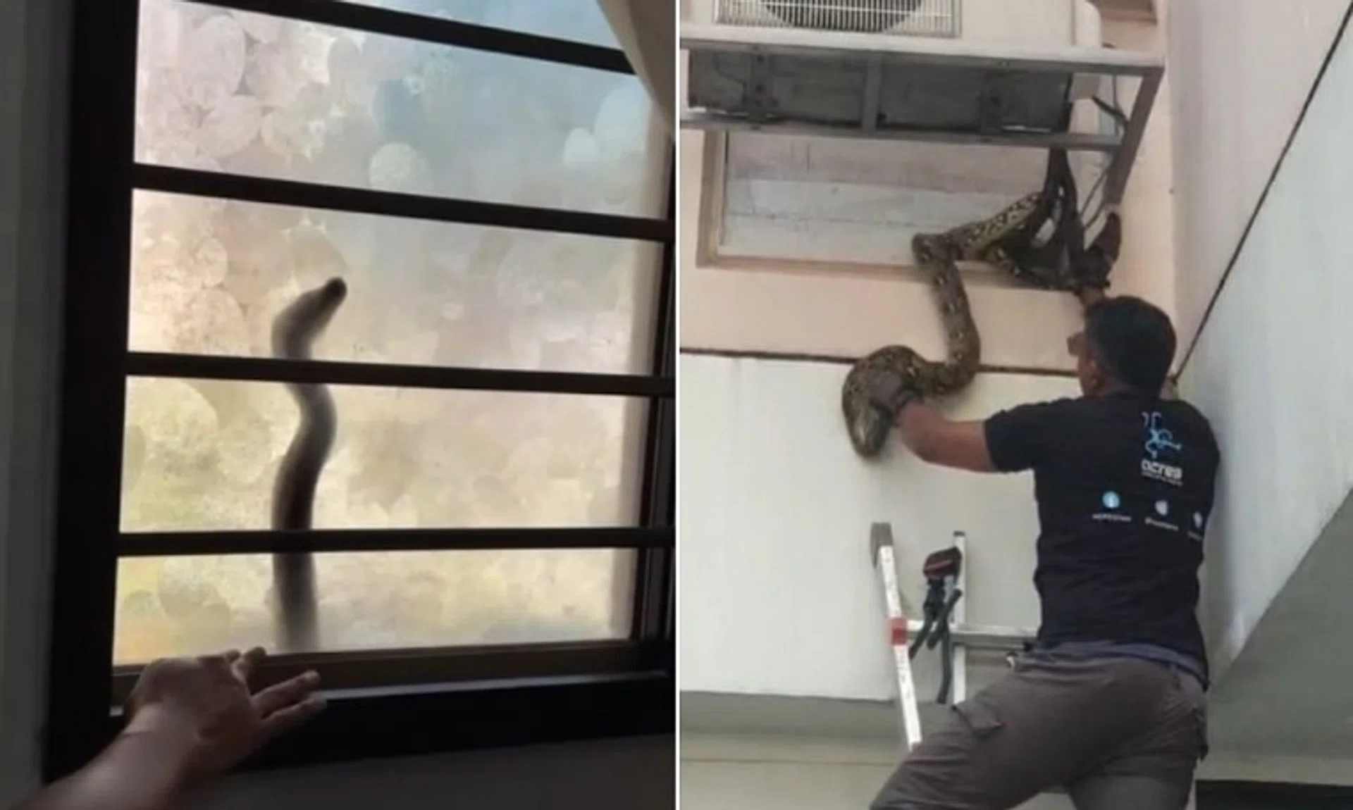 A reticulated python made its way up to the second floor of a HDB unit in Jurong West on Dec 8.