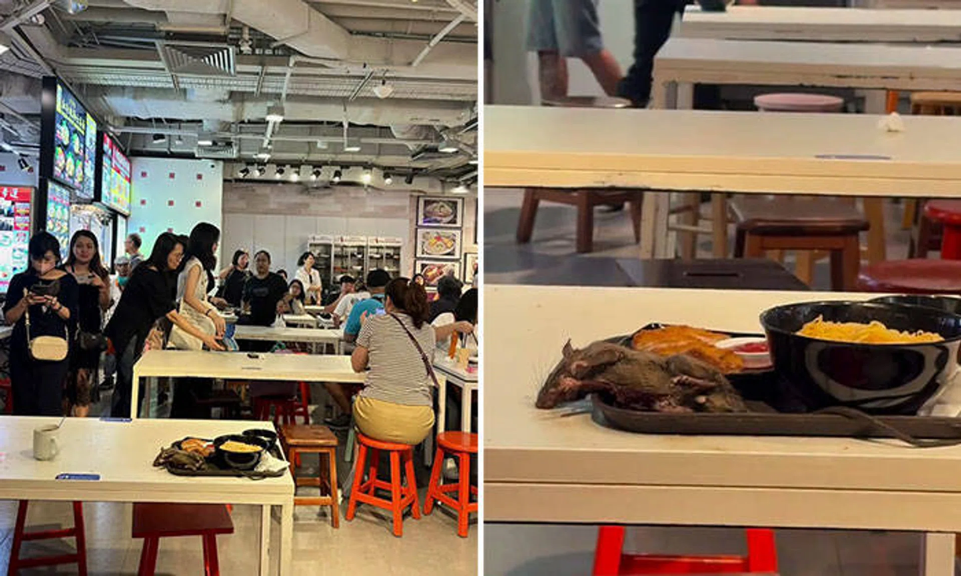 The rat fell from the ceiling onto a tray of food.