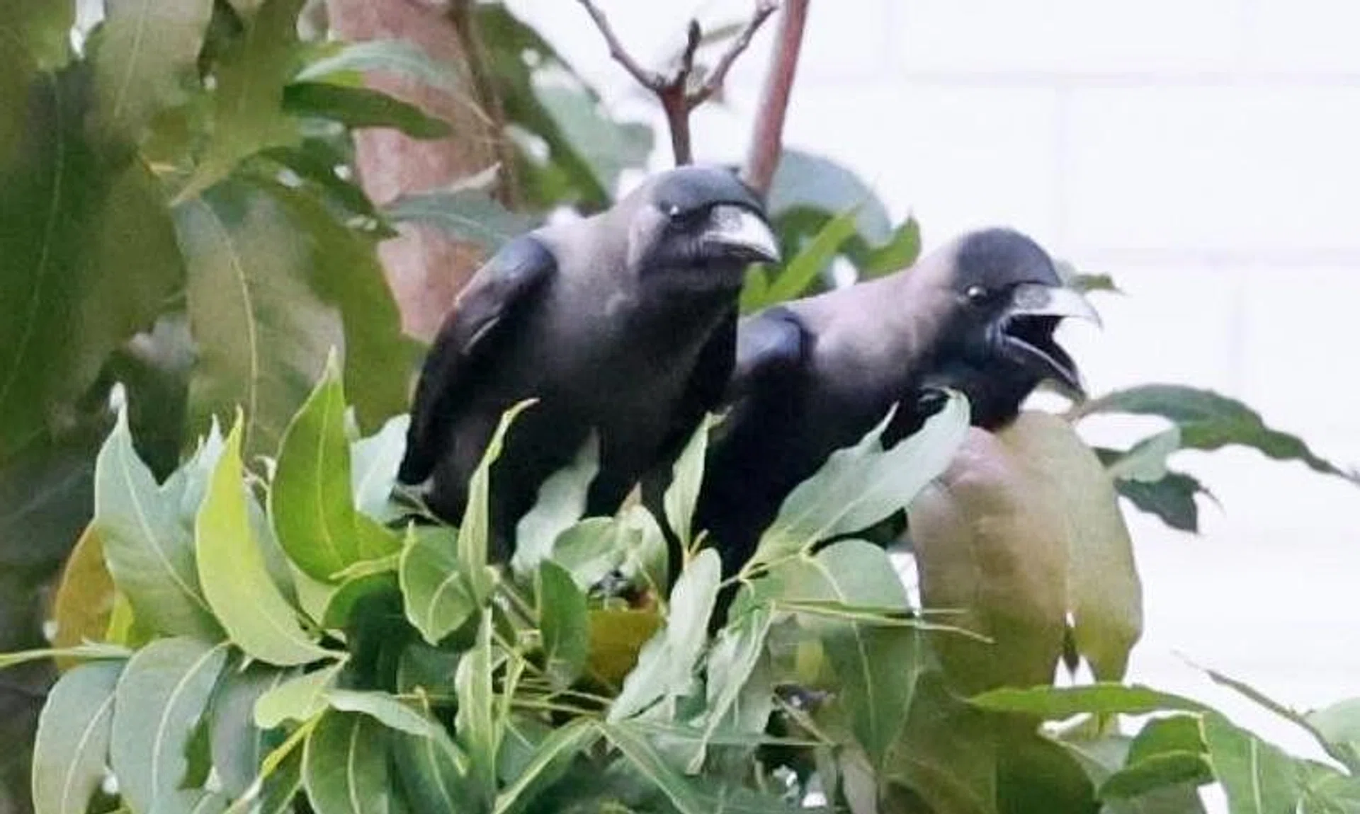 During the fledgling season between May and June, adult crows are very protective and would attack humans that come close to their young.