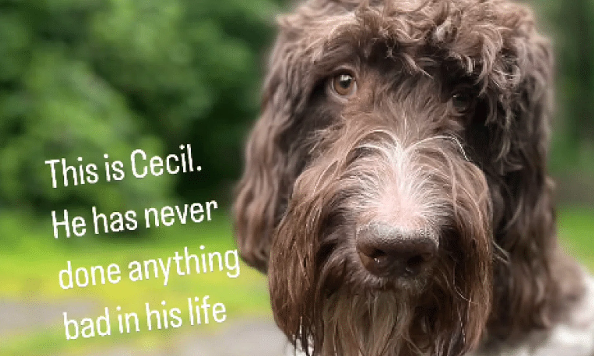 The Laws had to clean and piece together the remains of the bills that Cecil ate.