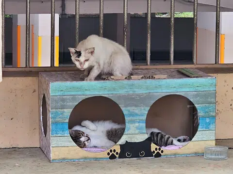 Sociable felines may get to share their larger homes measuring up to 1m long.