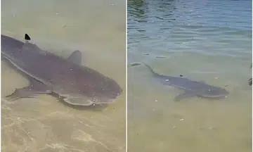 Shark sighting at Sentosa's Palawan Beach on Sept 1