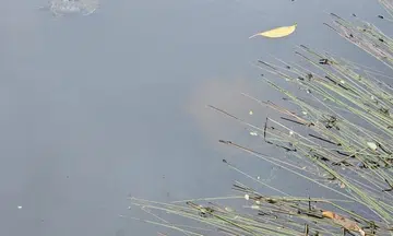 Public advised not to fish, enter pond in Seletar park after ray sighting