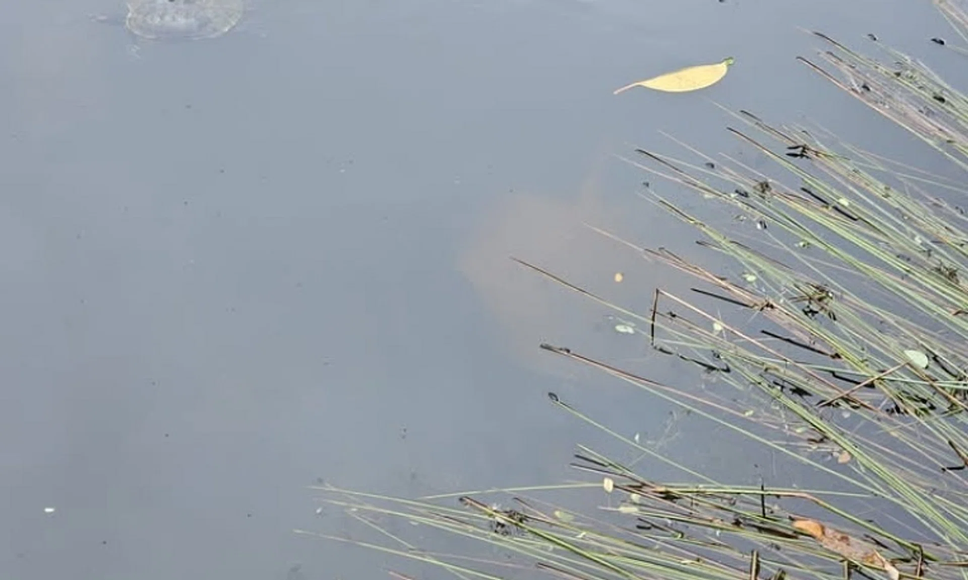 The National Parks Board has been alerted to the ray sighting and is monitoring the situation. 