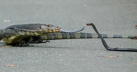 Lizard and snake engage in a lil' tongue action at Pasir Ris park