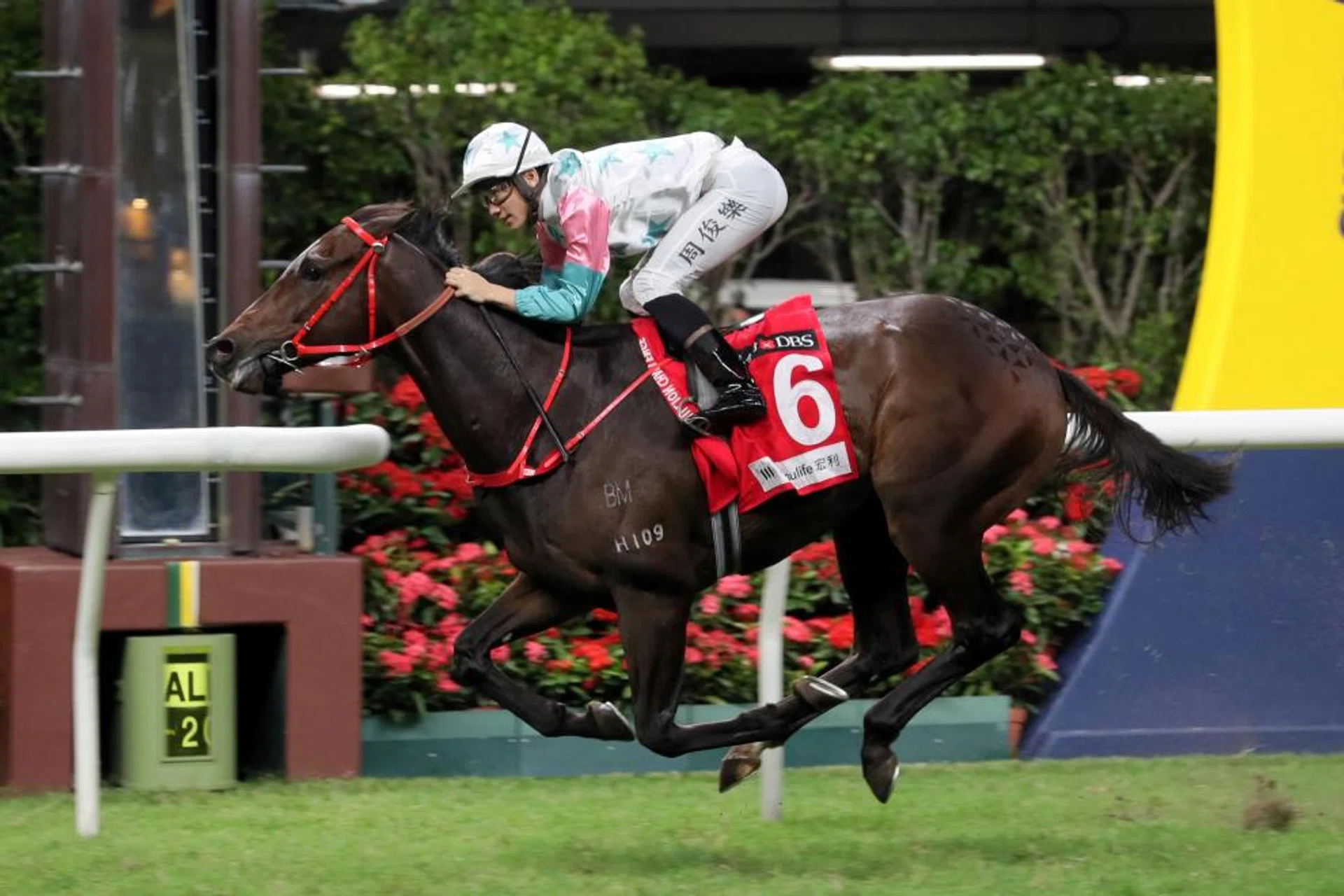 The Danny Shum-trained Chill Chibi is a very nice horse and the best of him is yet to be seen. He rates strongly in the Hong Kong Classic Cup (1,800m) for four-year-olds in Race 7 at Sha Tin on March 3.
