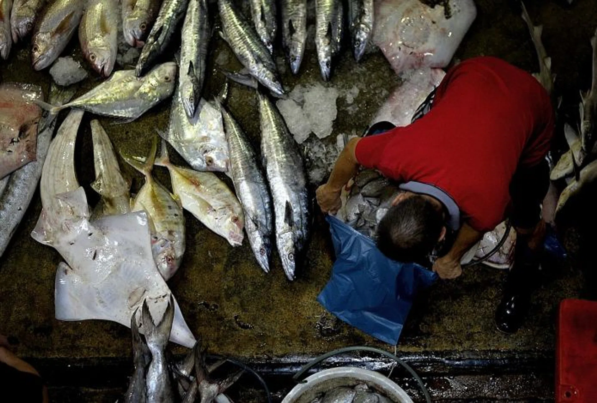 OPEN FOR BUSINESS: A worker handling an assortment of fishes, including stingrays.