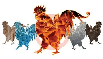 Rooster boosters: Celebs and the elements