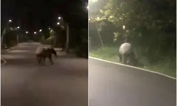 Tapir spotted in Punggol likely swam to Singapore from Malaysia: Acres