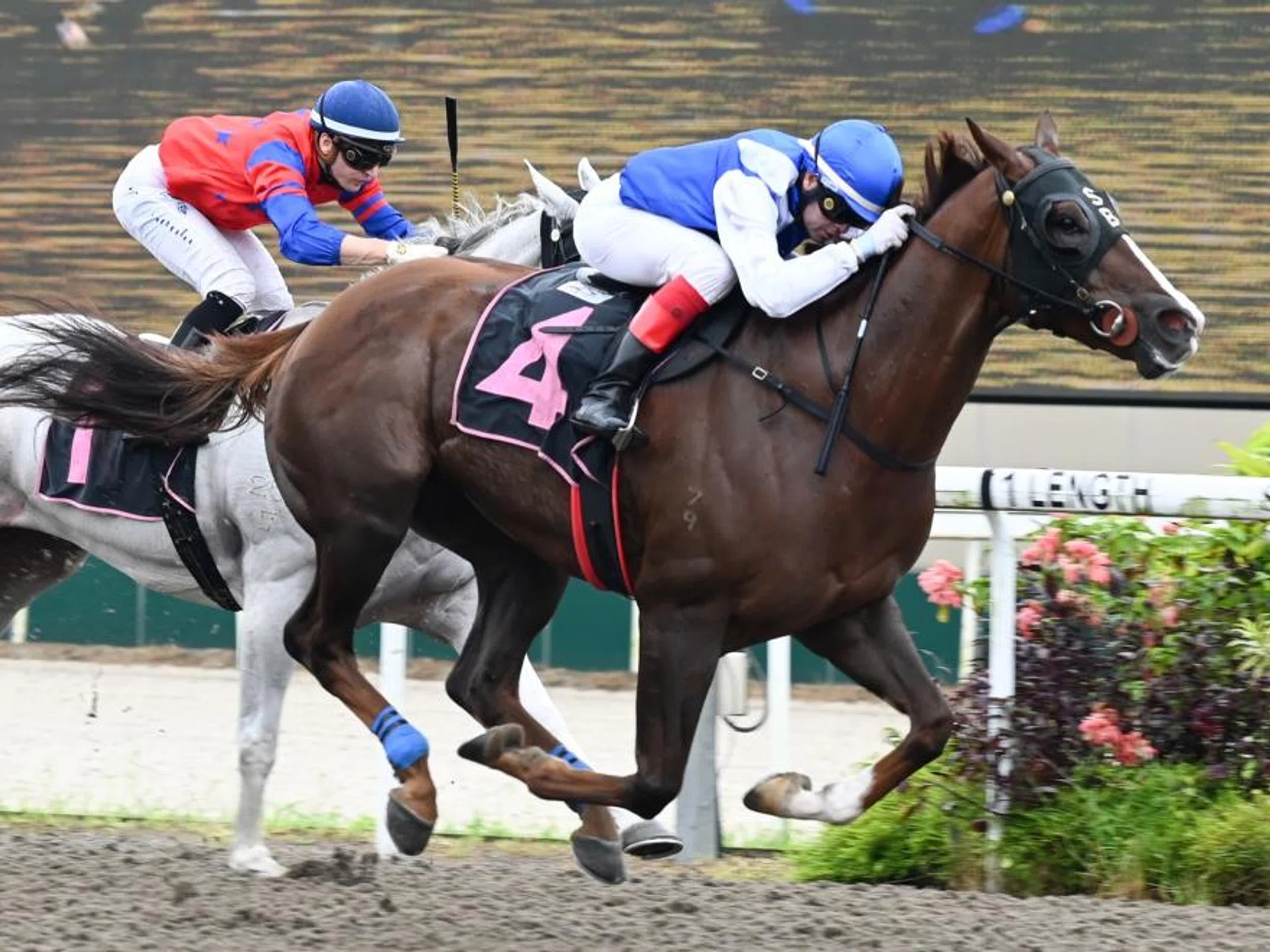 The Steven Burridge-trained Ejaz (Manoel Nunes) passing his first Polytrack test with victory over Illustrious (Ryan Curatolo) in a Class 3 (1,100m) at Kranji on June 1. He will again meet Illustrious in the Class 3 (1,000m) on July 13. 
