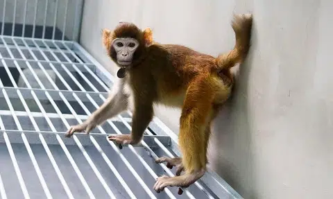 Scientists in China clone first rhesus monkey using new method