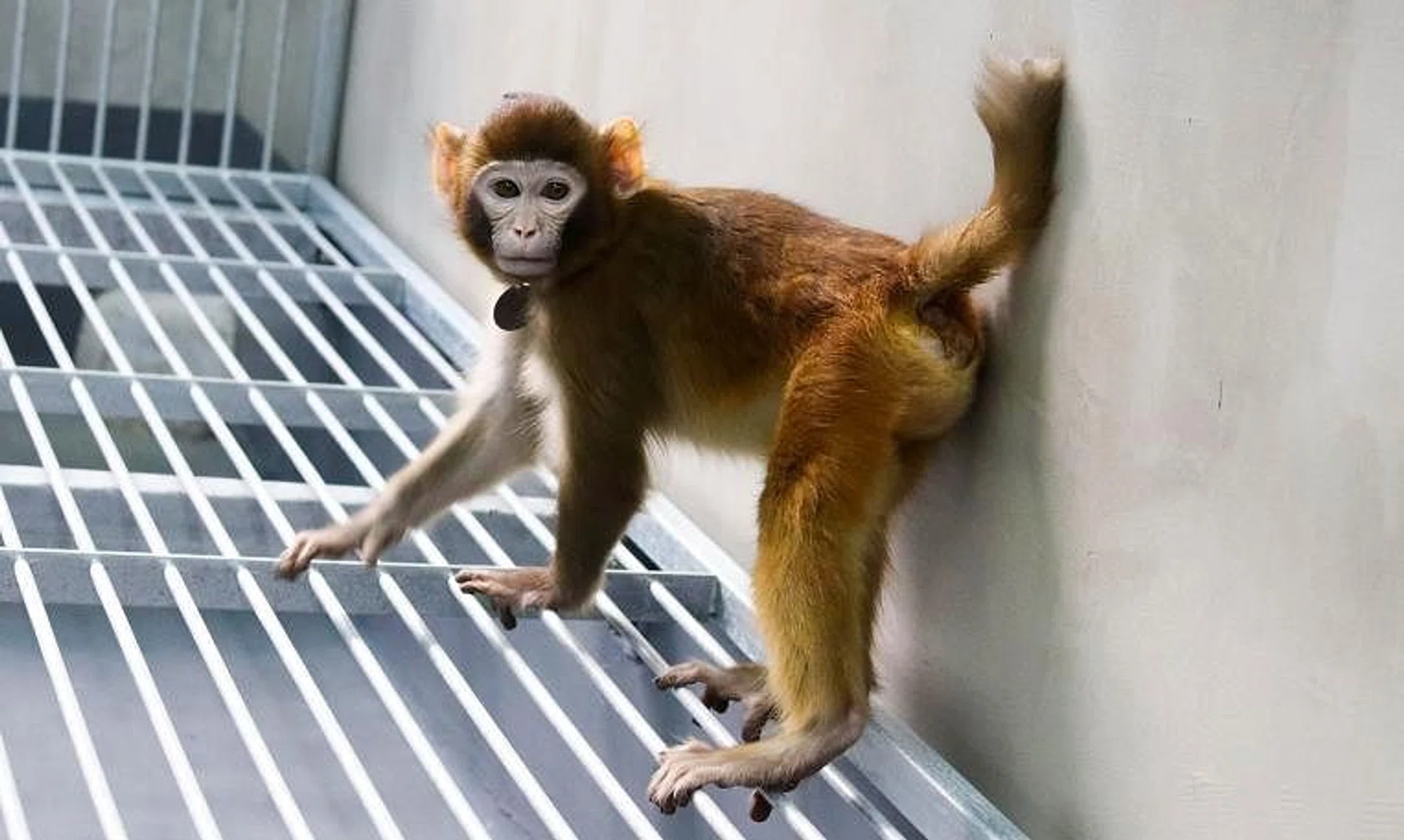Retro, a then 17-month-old somatic cell-cloned rhesus monkey seen in a lab in Shanghai.