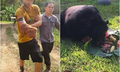 Swiss man cuts off arm to escape bear attack in Chiang Mai