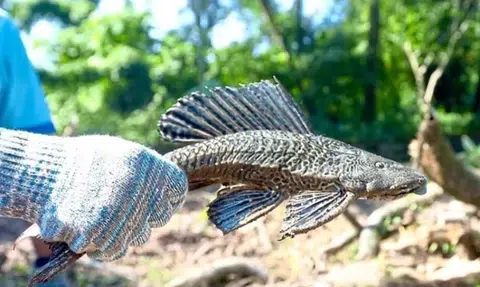 Marine experts warn against eating suckermouth catfish