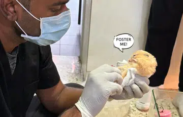 48 hamsters rescued from hoarder; fosterers needed