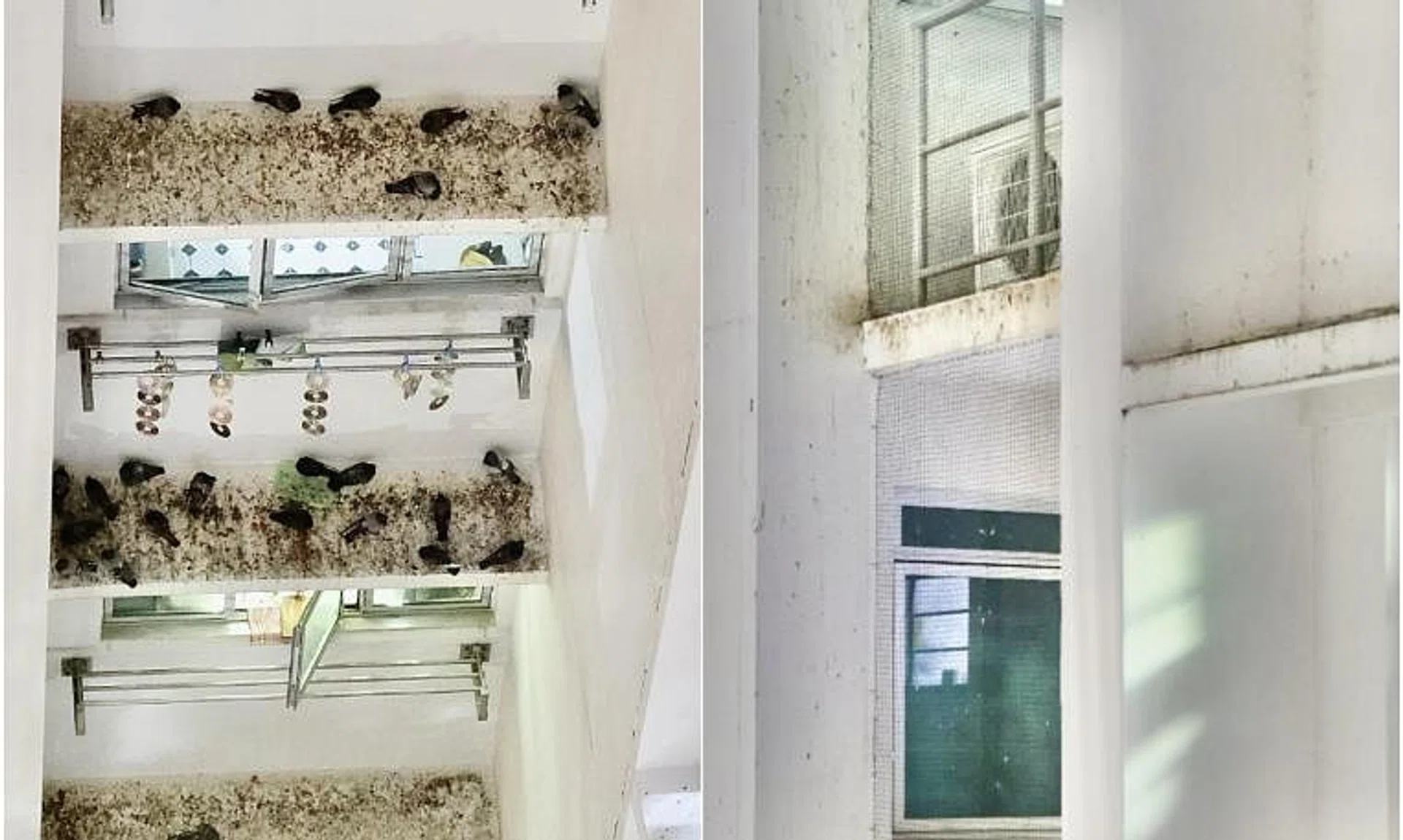 A 42-year-old housewife said she spent about $300 to install netting to prevent the pigeons from entering her home.