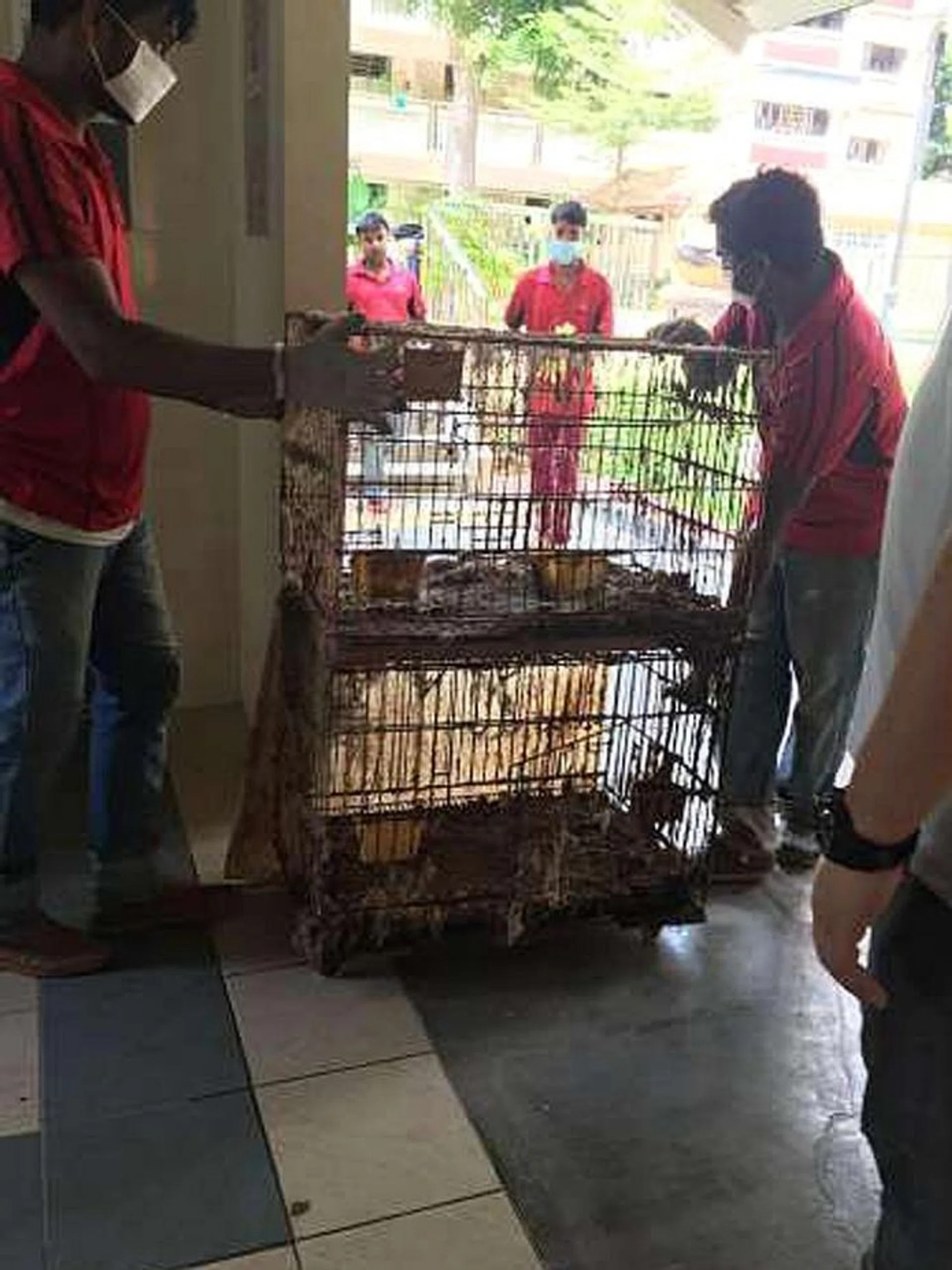 RESCUED: AVA and HDB officers found 39 cats in cages, in poor health, caked in faeces and with cockroaches crawling around them, when they raided the flat in Block 207, Yishun Street 21, on Feb 25. 