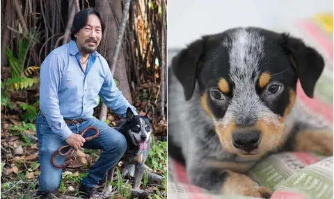 'I just wanted to see him again': Vet Jean-Paul Ly on why he cloned his beloved dog
