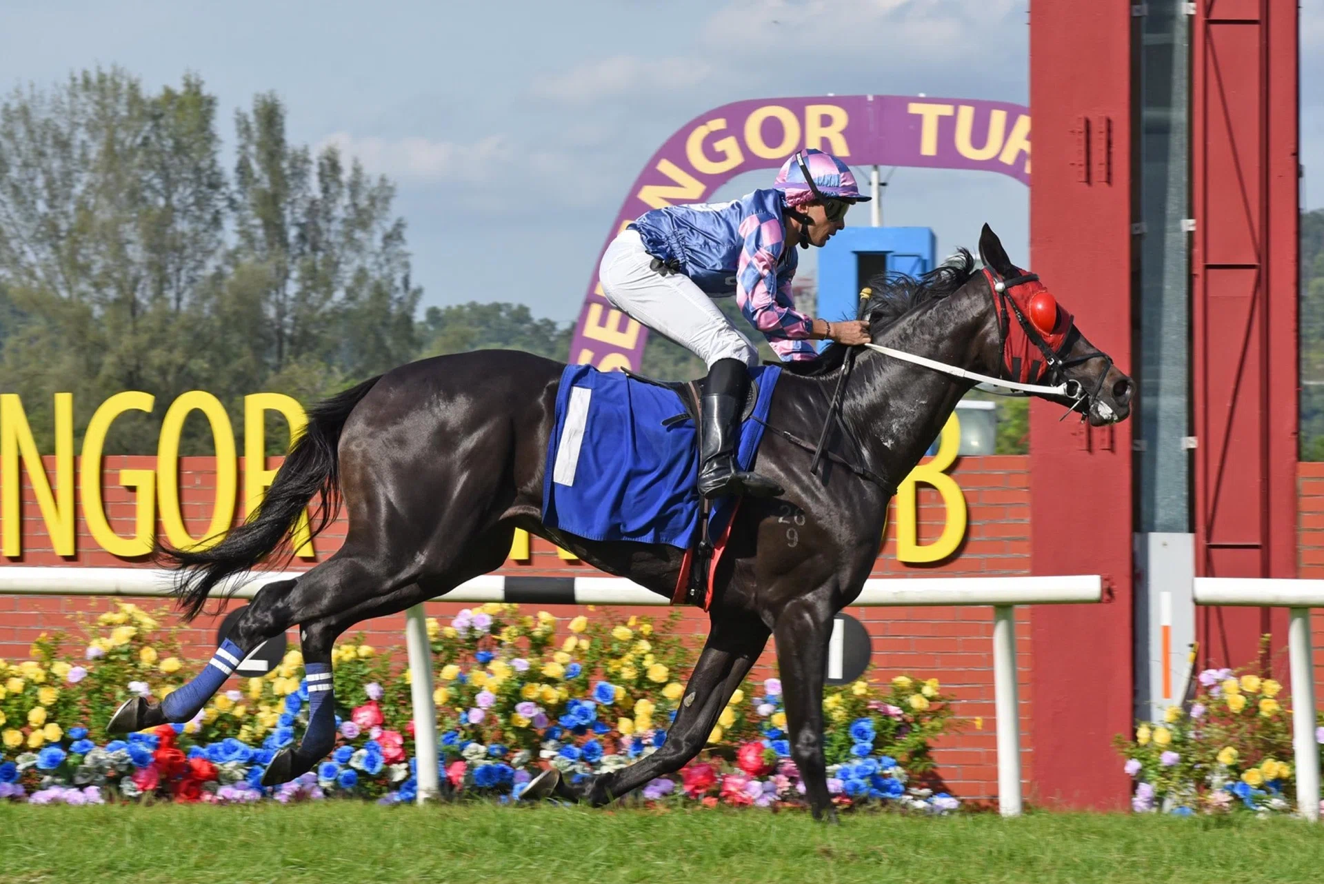 Platinum Emperor (Marc Lerner) scooting clear to score in the Supreme A event (1,600m) at Sungai Besi on Aug 3. The Sweynesse gelding had an easy gallop on Sept 9.