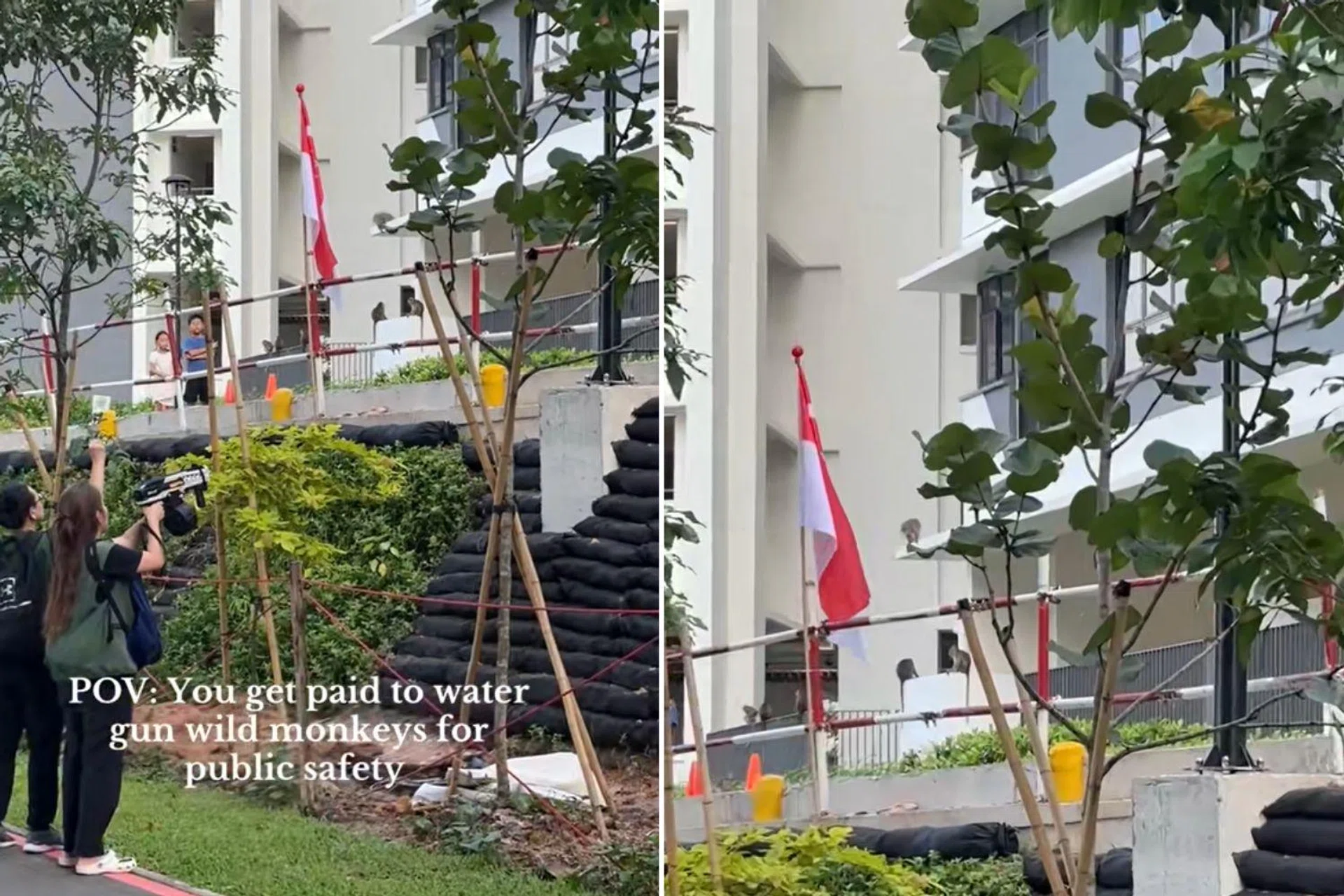 A group of about 10 monkeys were seen at a HDB void deck at Punggol Coast.