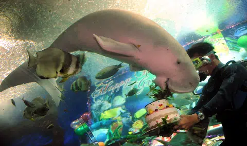 Remember Gracie the Dugong? She died