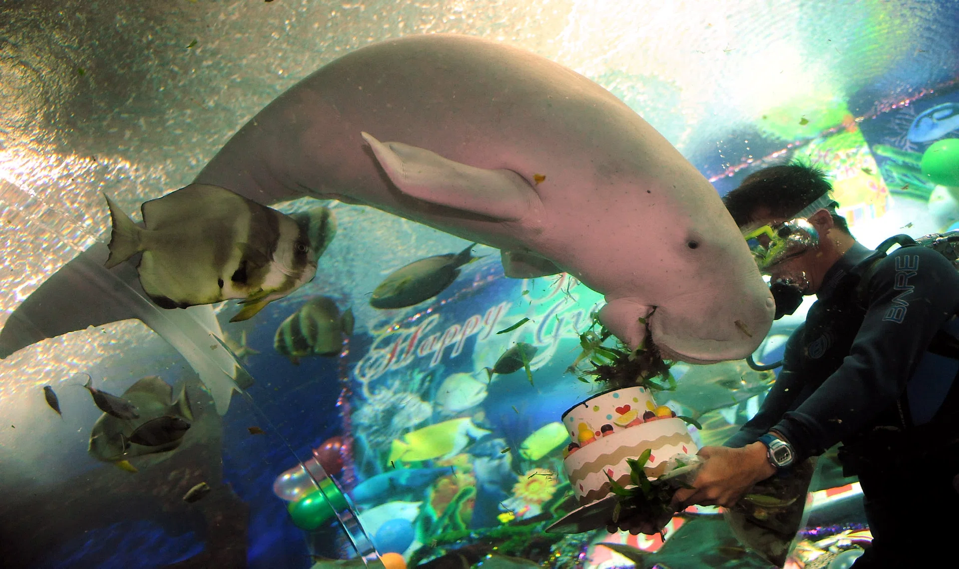 CELEBRATION: A trainer holding a birthday cake topped with sea grass for Gracie the dugong at the Underwater World Singapore in 2009.