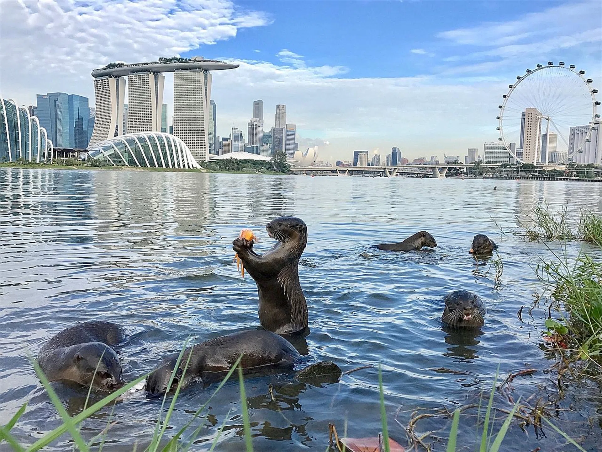 Ms Kang Yen Thiing won the grand prize for her photo of otters (above). 