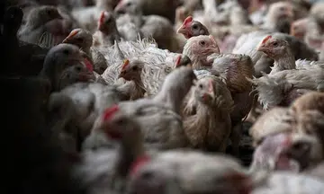 Malaysia to allow export of live chicken broilers from Oct 11