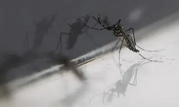 First dengue vaccine launched in Malaysia