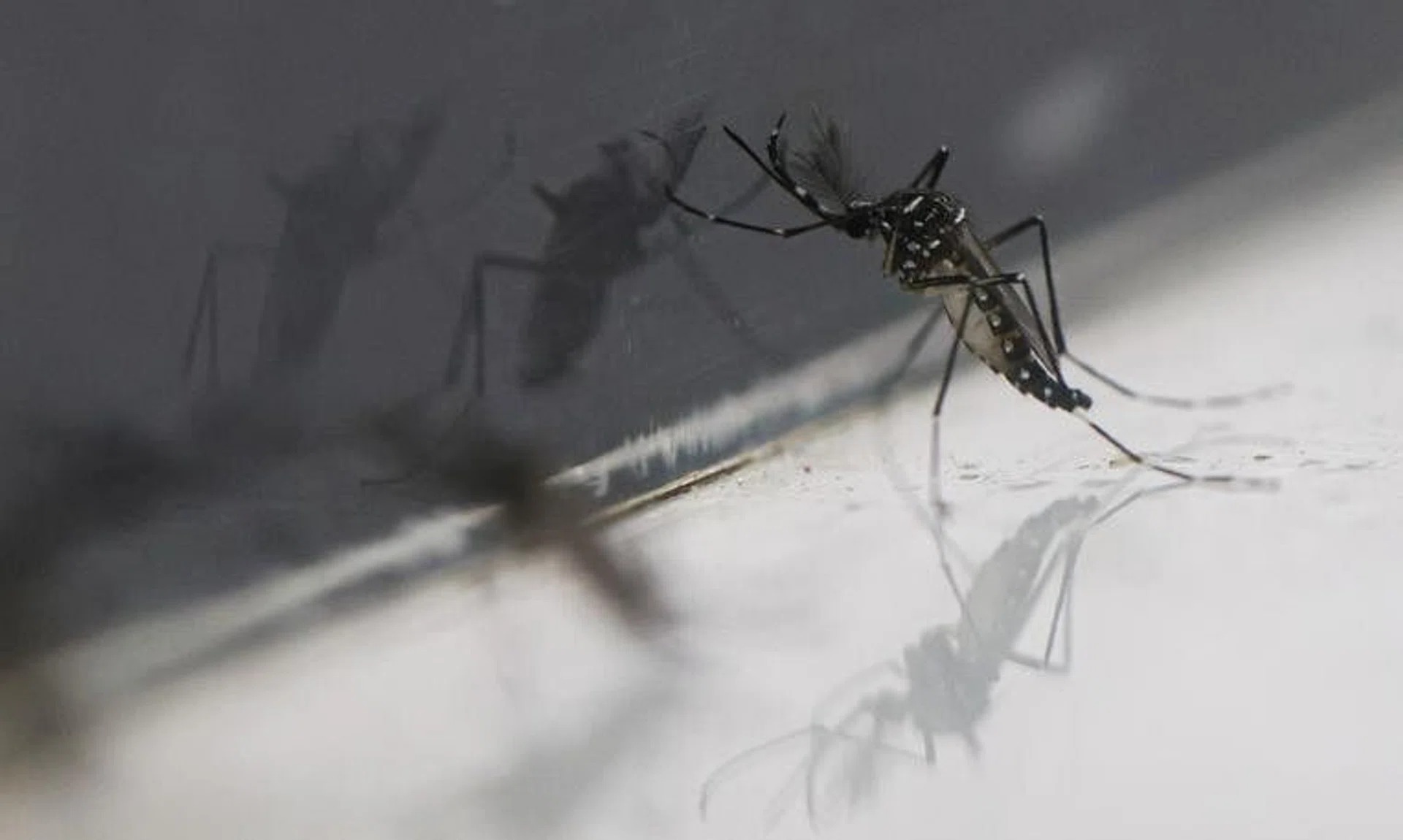 The vaccine, approved by the Drug Control Authority, is designed to protect against all four dengue virus serotypes.