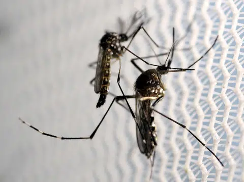 6 dengue-related deaths reported between April and June